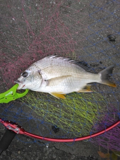 キビレの釣果