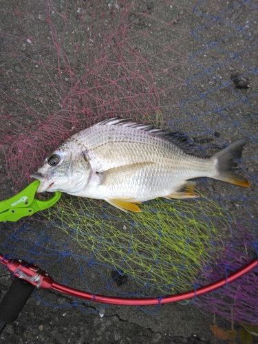 キビレの釣果