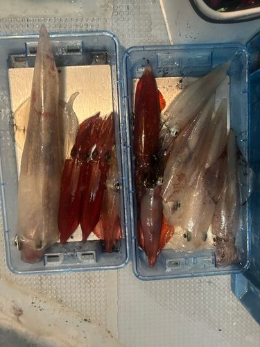 ケンサキイカの釣果