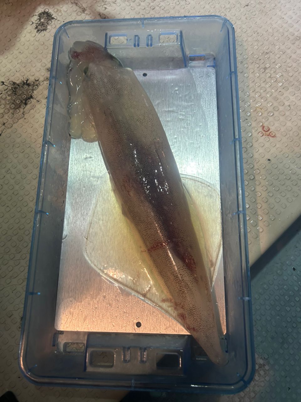 さこぴんさんの釣果 2枚目の画像