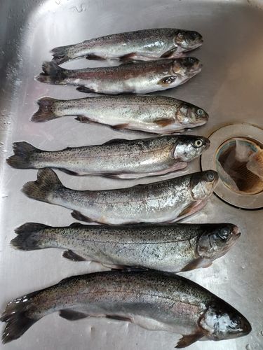 ニジマスの釣果