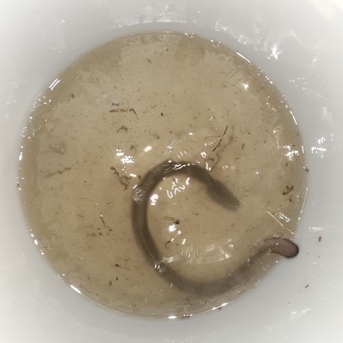 ウナギの釣果