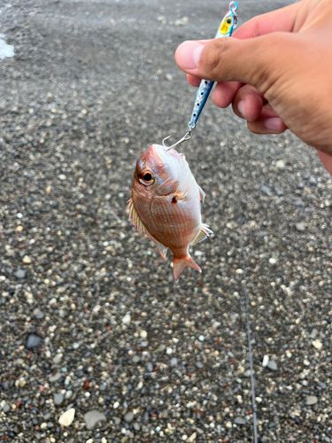 チダイの釣果