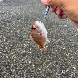 チダイ