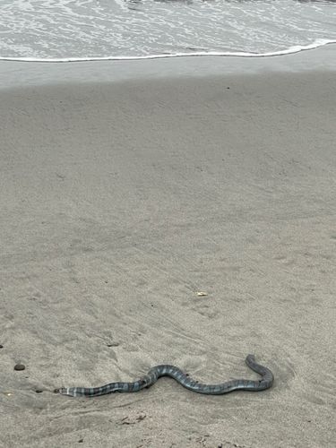 ウミヘビの釣果