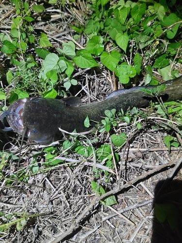 ナマズの釣果