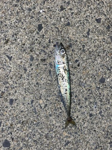 サバの釣果