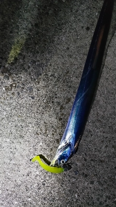 タチウオの釣果