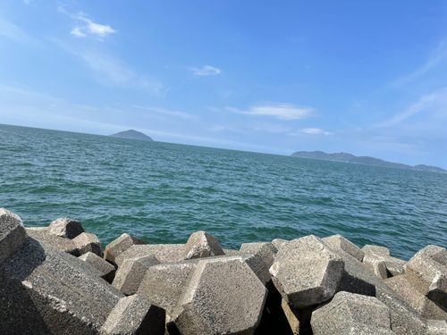 ショゴの釣果
