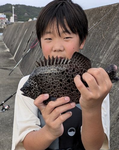 イシガキダイの釣果
