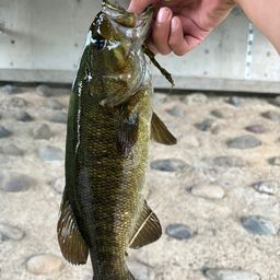 スモールマウスバス