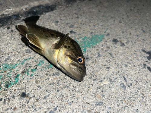 クロソイの釣果