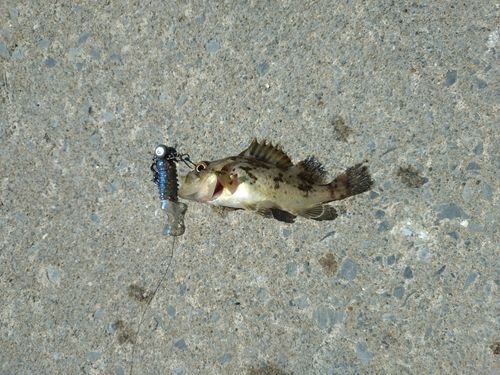 ソイの釣果