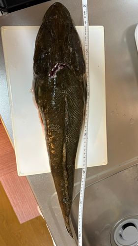 マゴチの釣果