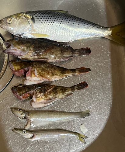 カサゴの釣果