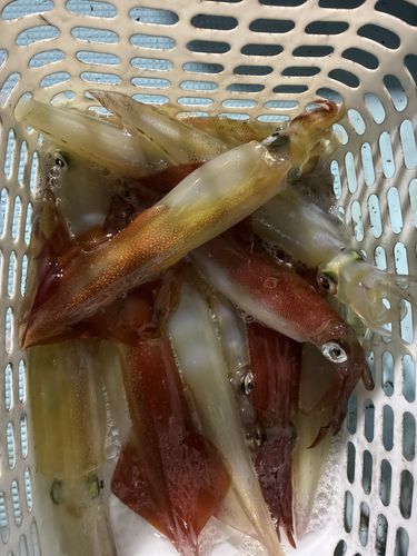 ケンサキイカの釣果