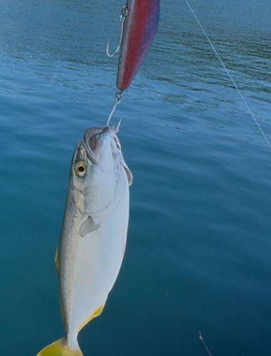 フクラギの釣果