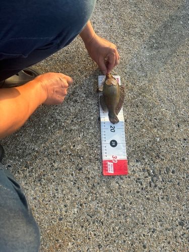 キジハタの釣果