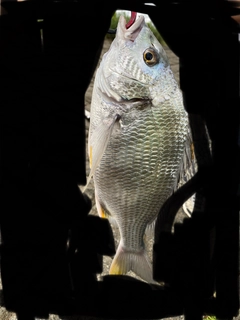 キビレの釣果