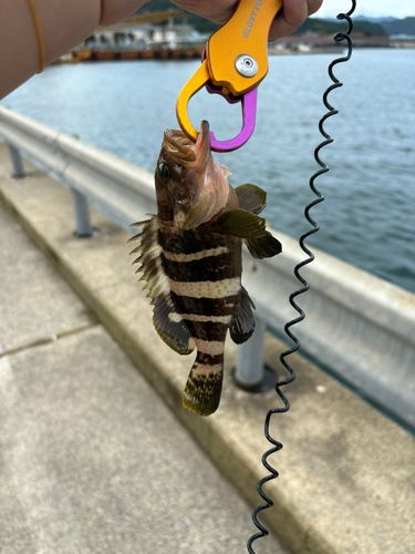 アオハタの釣果