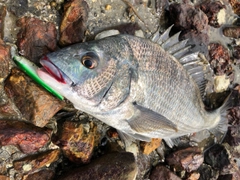 クロダイの釣果
