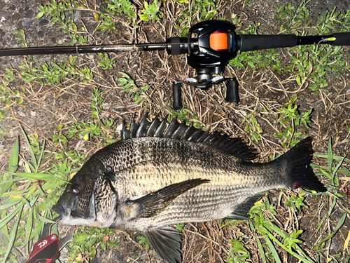 チヌの釣果
