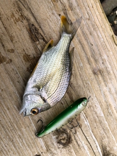 キビレの釣果