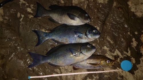 クロメジナの釣果