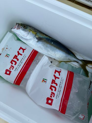 イナダの釣果