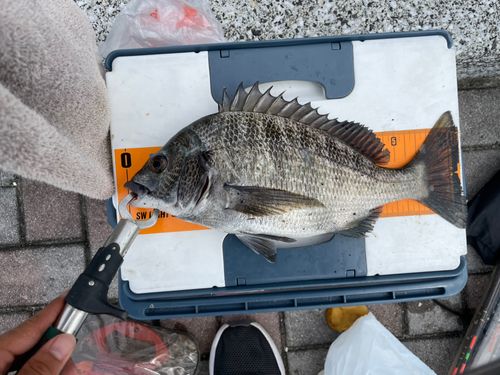 クロダイの釣果