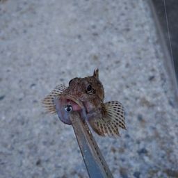 カサゴ
