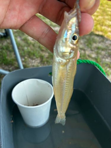 キスの釣果