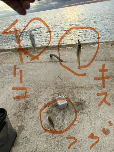 シロギスの釣果