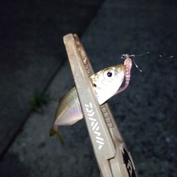 アジ