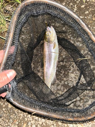 ニジマスの釣果