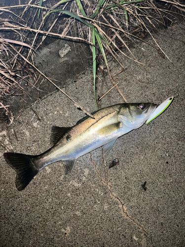 シーバスの釣果