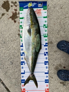 ブリの釣果