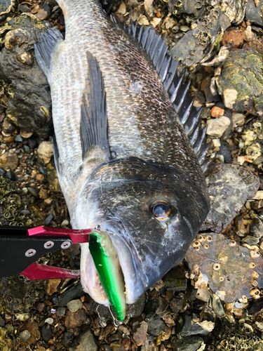クロダイの釣果