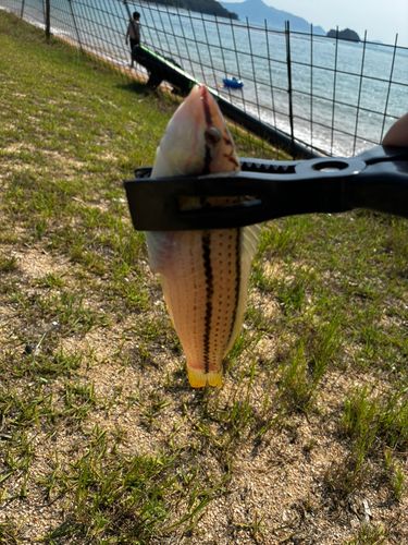 ギザミの釣果