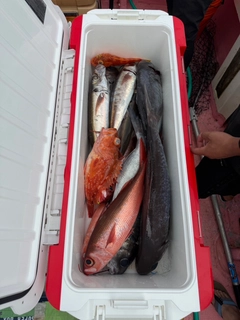 メダイの釣果