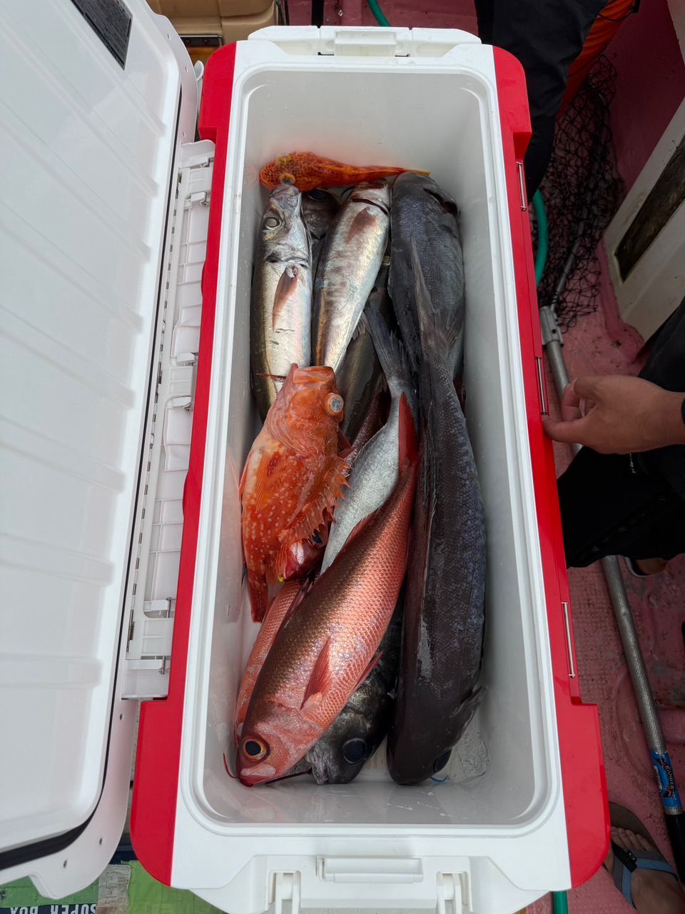 SIENNAさんの釣果 1枚目の画像