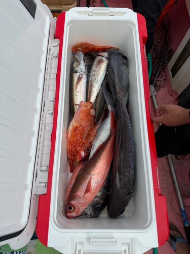メダイの釣果