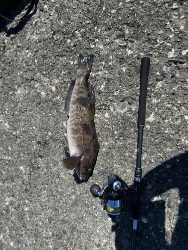 アイナメの釣果