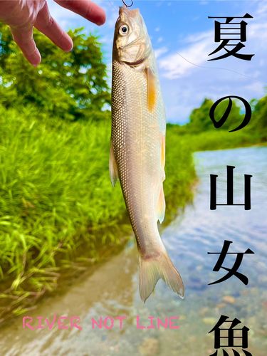 ヤマメの釣果