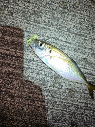 マアジの釣果