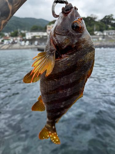 タカノハダイの釣果