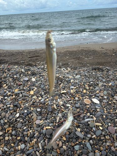 シロギスの釣果