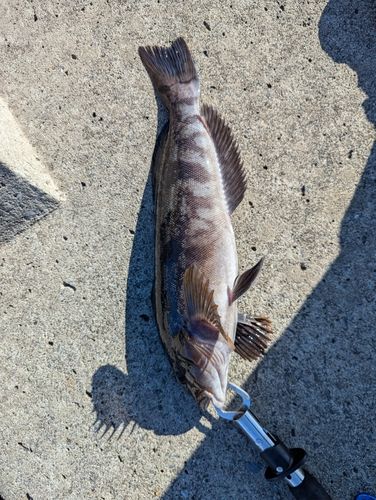 アイナメの釣果