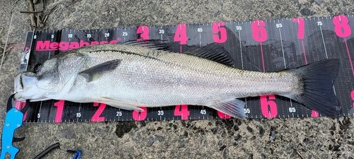 シーバスの釣果