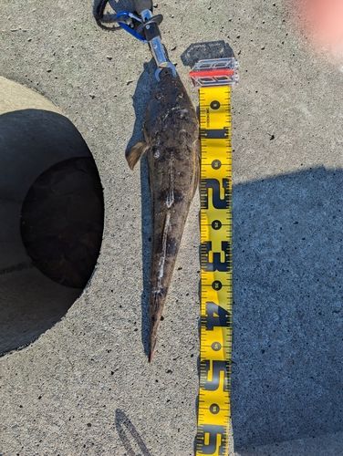 マゴチの釣果